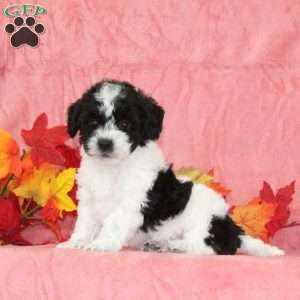 Diana, Bich-Poo Puppy